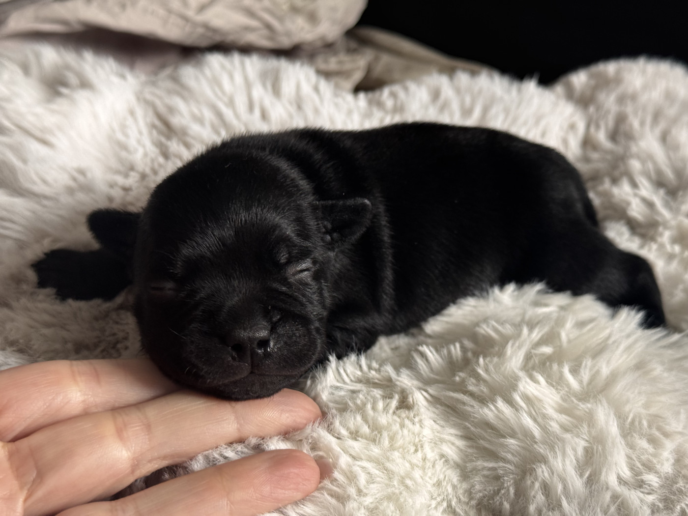 Atomik Mamba - Chiots disponibles - Staffordshire Bull Terrier