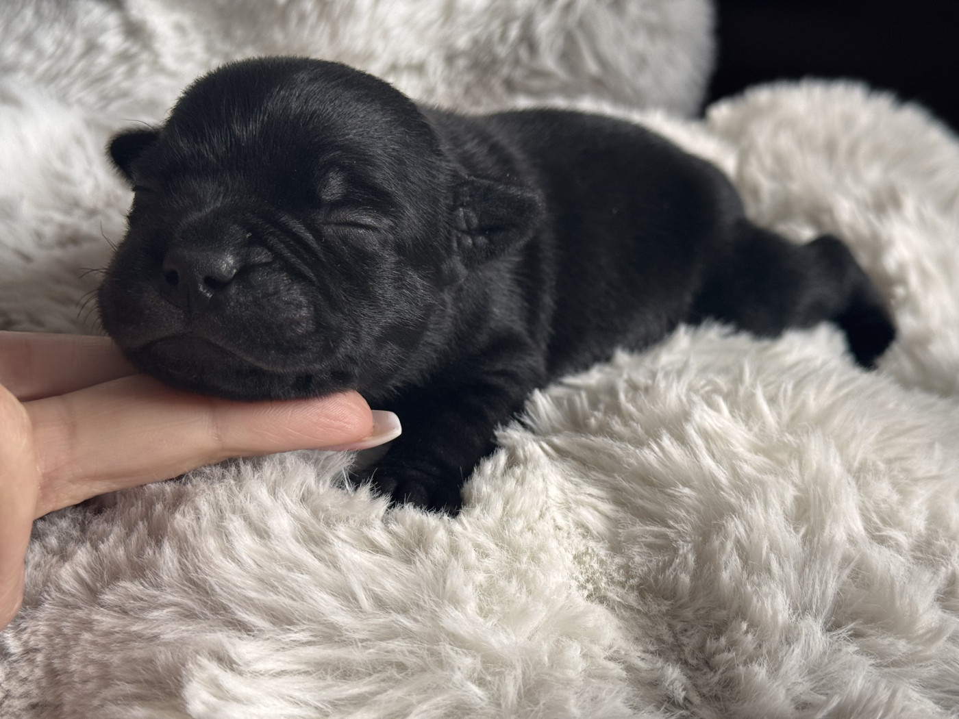 Atomik Mamba - Chiots disponibles - Staffordshire Bull Terrier