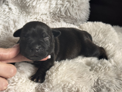 Chiot noir bringé