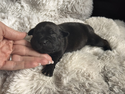Chiot noir bringé